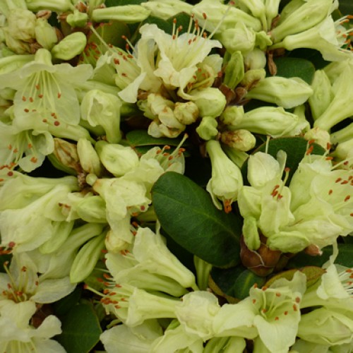 Rhododendron Shamrock Dwarf | ScotPlants Direct